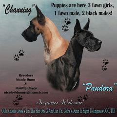 AKC Champion Great Danes, Great Dane Club of America Member