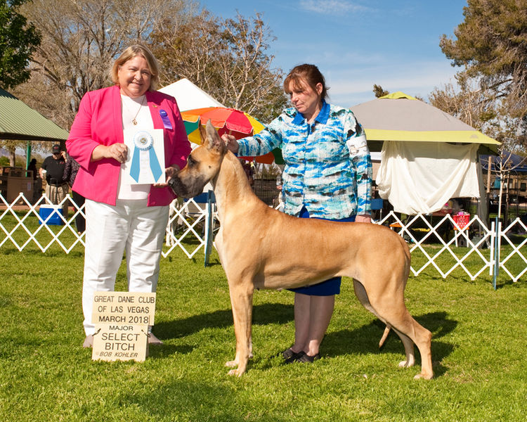 GCHB CH DRR Colras I'm A Naughty Hottie, AOMx2, GDCA-BBX
Stunning Sasha