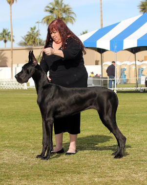 Int CH Colras DRR Tight Fitten Black Genes