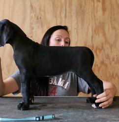 Beautiful Black Great Dane Puppy