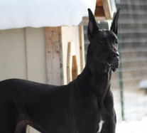 Am GCH CH/CAN CH Colras Dunn it Right 2 Impress CGC, TDI