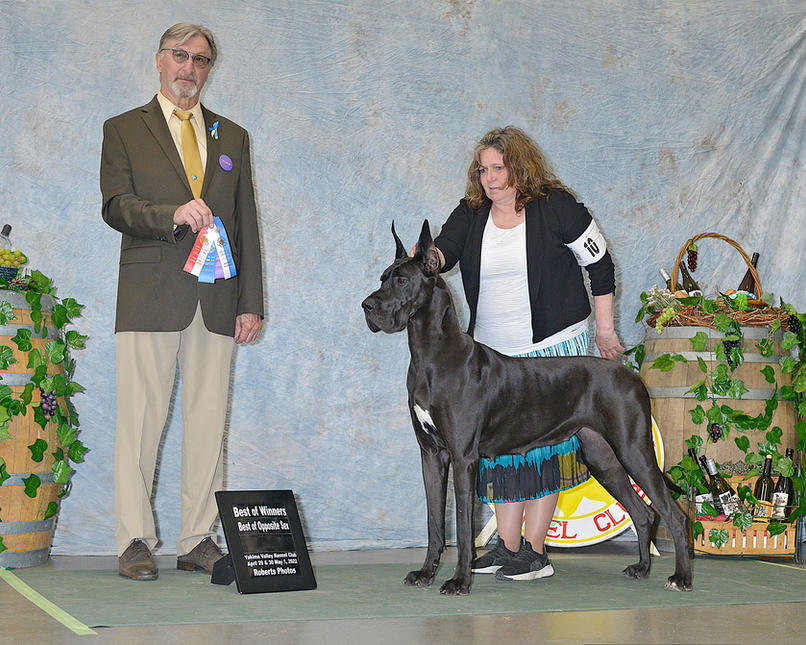 Am CGH Legado N Danekraaft's Defying Gravity AOM x 2, BCAT