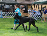 Int CH Colras DRR Tight Fitten Black Genes
Quality Great Dane bred by Dunn Right Ranch