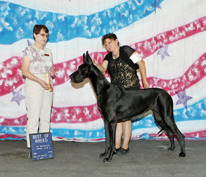 Am GCH CH/CAN CH Colras Dunn it Right 2 Impress CGC, TDI