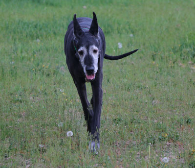 Am GCH CH/CAN CH Colras Dunn it Right 2 Impress CGC, TDI