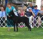 Int CH Colras DRR Tight Fitten Black Genes
Great Dane Puppy