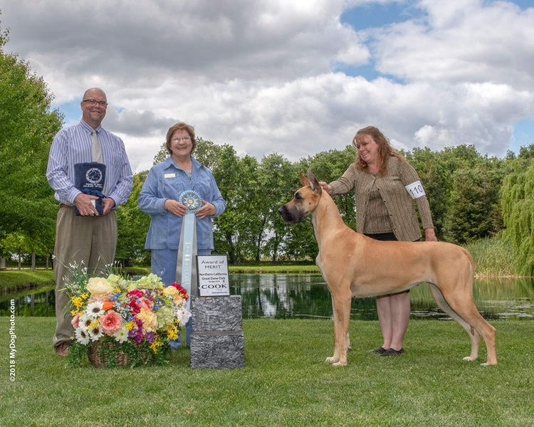 GCHB CH DRR Colras I'm A Naughty Hottie, AOMx2, GDCA-BBX
Stunning Sasha wins again an Award of Merit