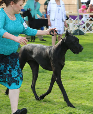 Int CH Colras DRR Tight Fitten Black Genes