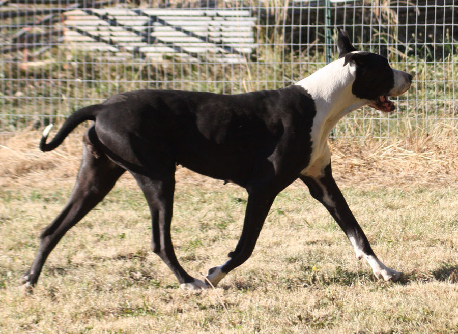 LN'M Alto Gavea DRD Next Contestant (Dolly) 