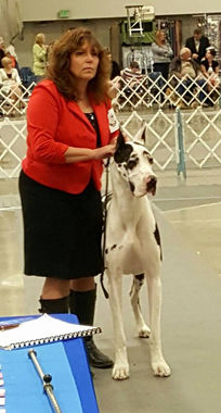 UKC CH JD Dunn Right 2B Top Dog
