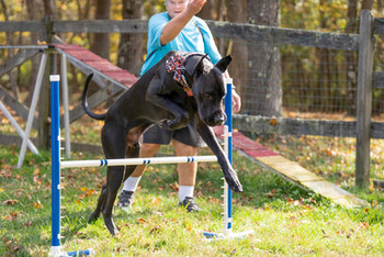 Thresher's Lord Montague Of Animal Haven DCAT BCAT CGCA CGCU TKI ATT