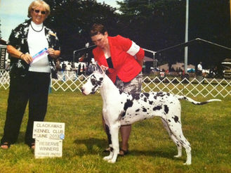 UKC CH/BISFG Int/Nat CH RSD DRR Major Naughty Hotty