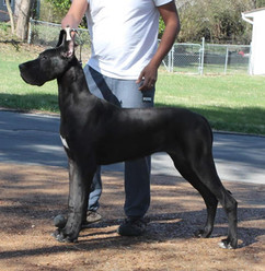 Pretty Black Great Dane