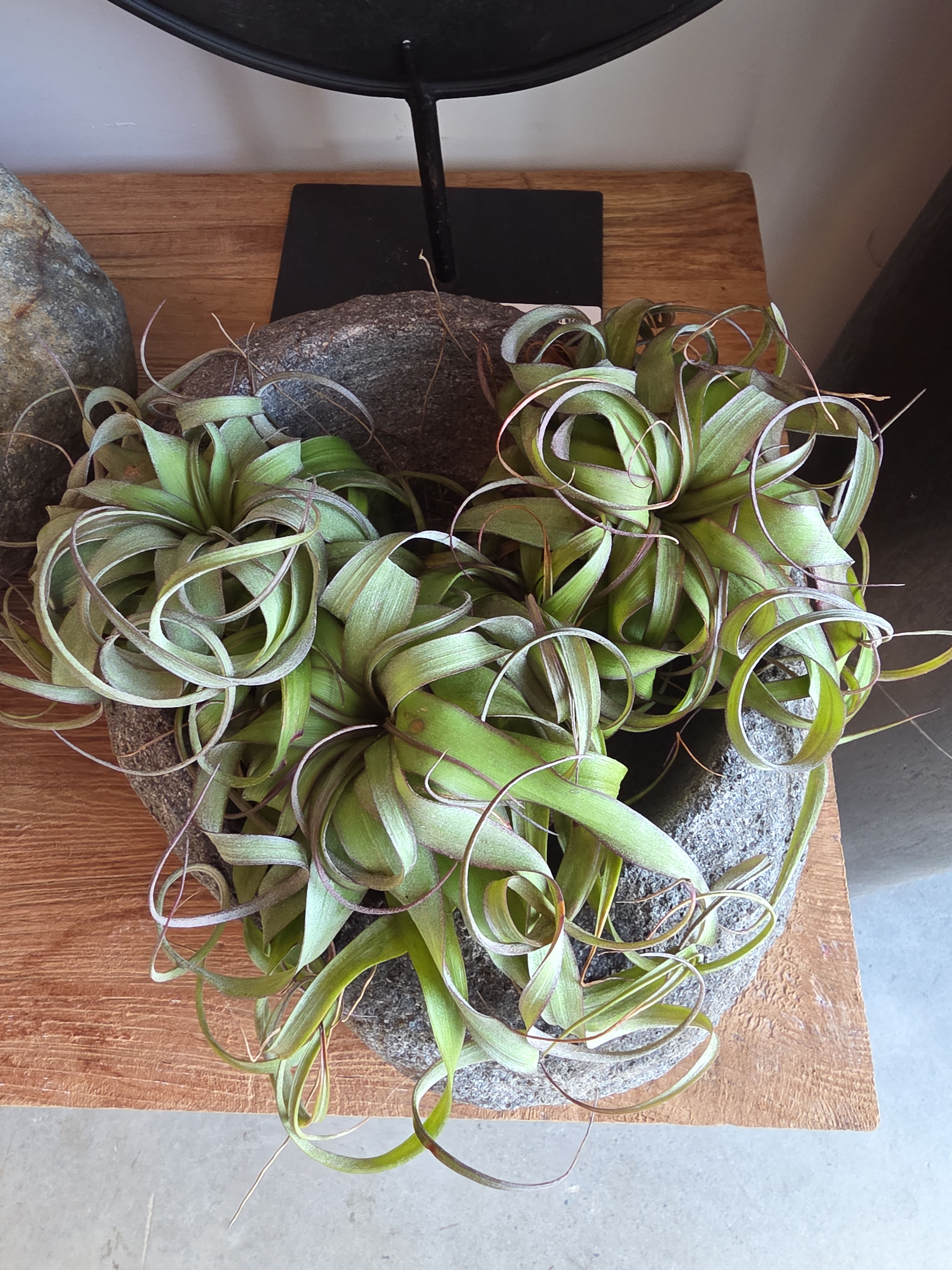 Tillandsia xerographica