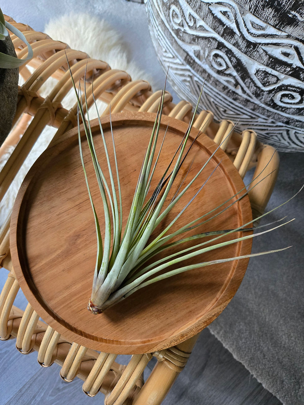 Thumbnail: Tillandsia Fasciculata Air Plant