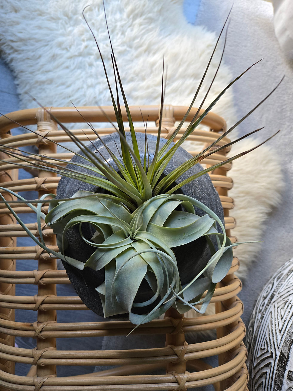 Thumbnail: Tillandsia Fasciculata Air Plant