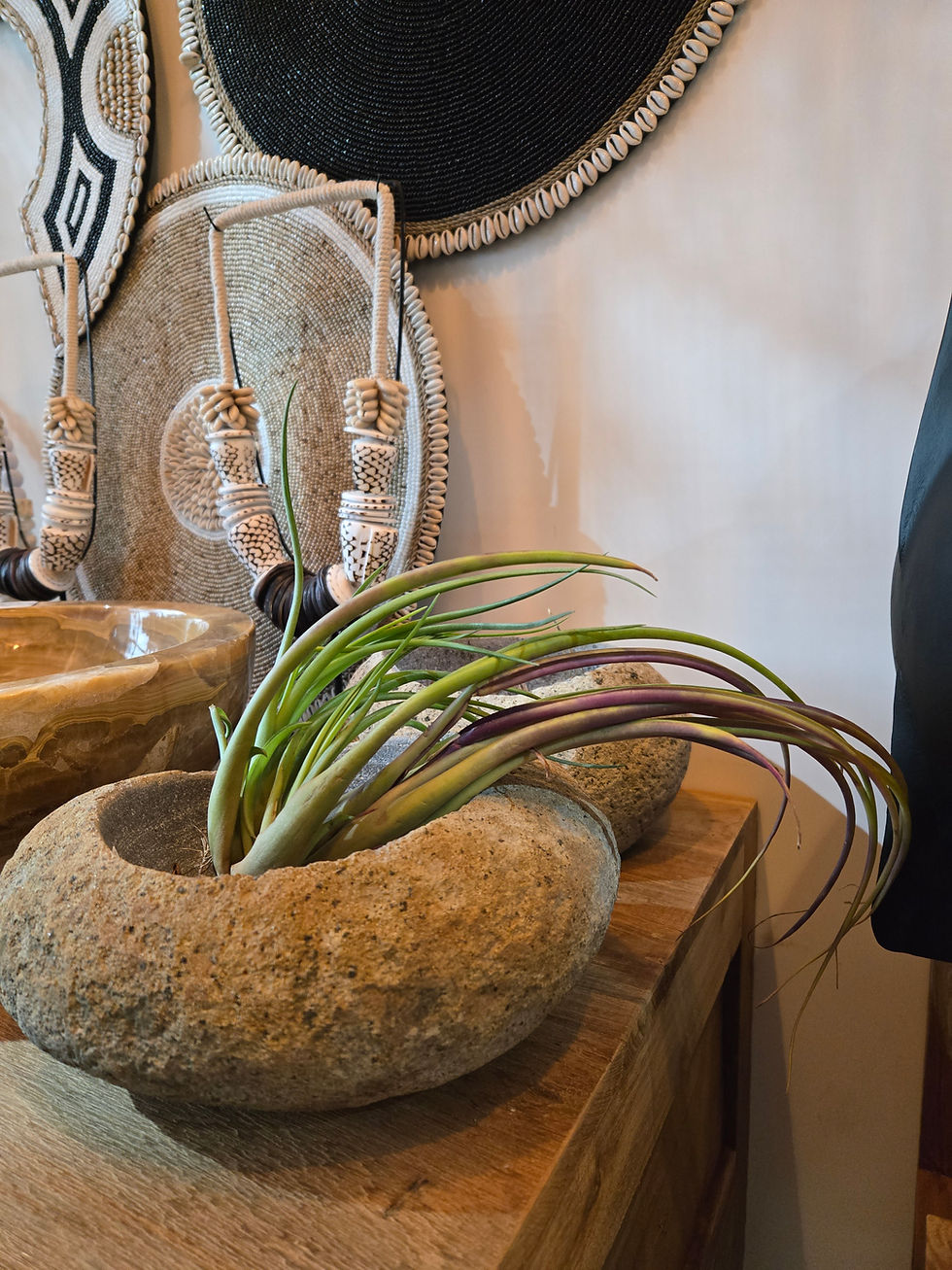 Thumbnail: Tillandsia Melanocrater Extreme - EXTREME Air Plant