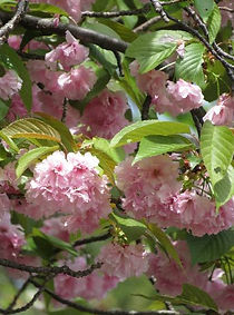 satozakura8.4.17 (2).JPG