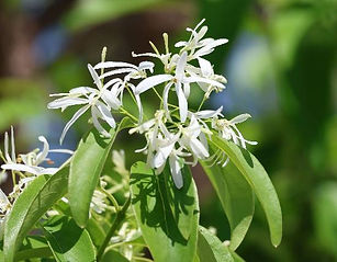 hitotubatago8.4.16 (2).jpeg