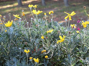 yuriopusude-ji-7.12.19 (1).JPG