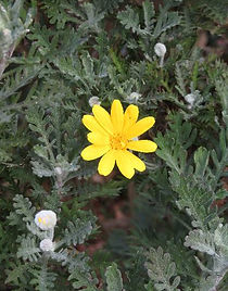 yuriopusude-ji-8.1.16 (2).JPG