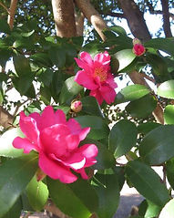 sazannka7.12.19 (1).JPG