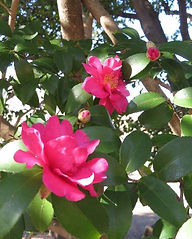 sazannka7.12.19 (1).JPG