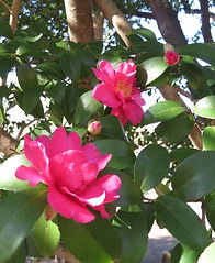 sazannka7.12.19 (1).JPG