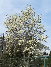 mokurenn8.3.18 (1).JPG