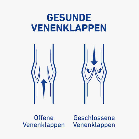 88-bauerfeind-vene-anatomie-gesunde-venenklappen.JPG