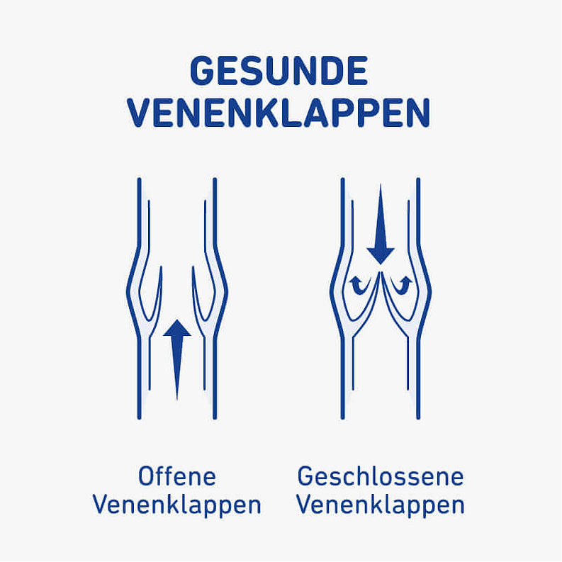 88-bauerfeind-vene-anatomie-gesunde-venenklappen 2.JPG
