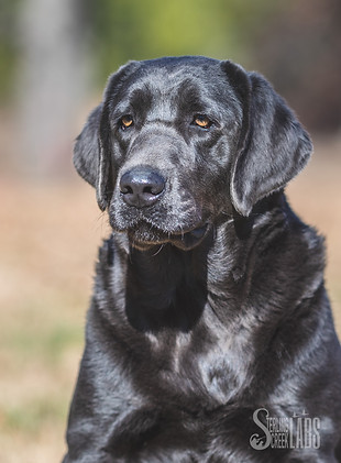 Charcoal Lab, Silver Lab
