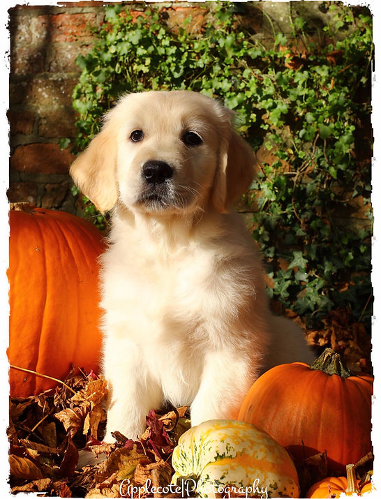 Annie with pumpkin at 8 weeks.jpg