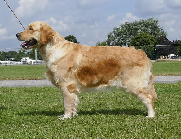 Marigold standing at URC 21.jpg