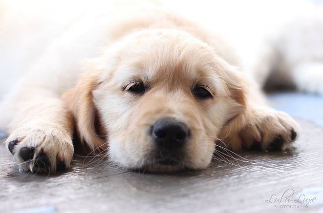 puppy amy.jpg