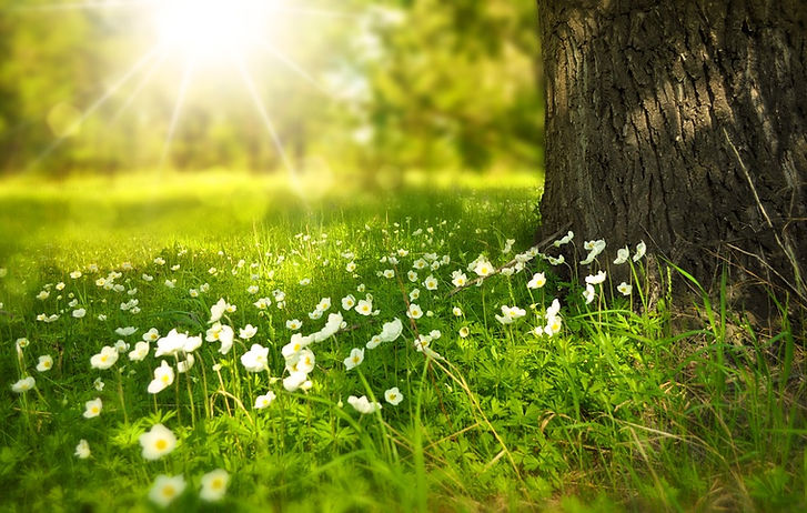 spring-276014_960_720-1.jpg