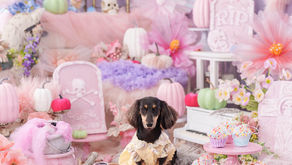 DOGハロウィン撮影会2026