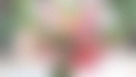 募集【フラワーフォト上級・月曜日クラス】 (実践撮影日:2026年10月26日・11月30日)