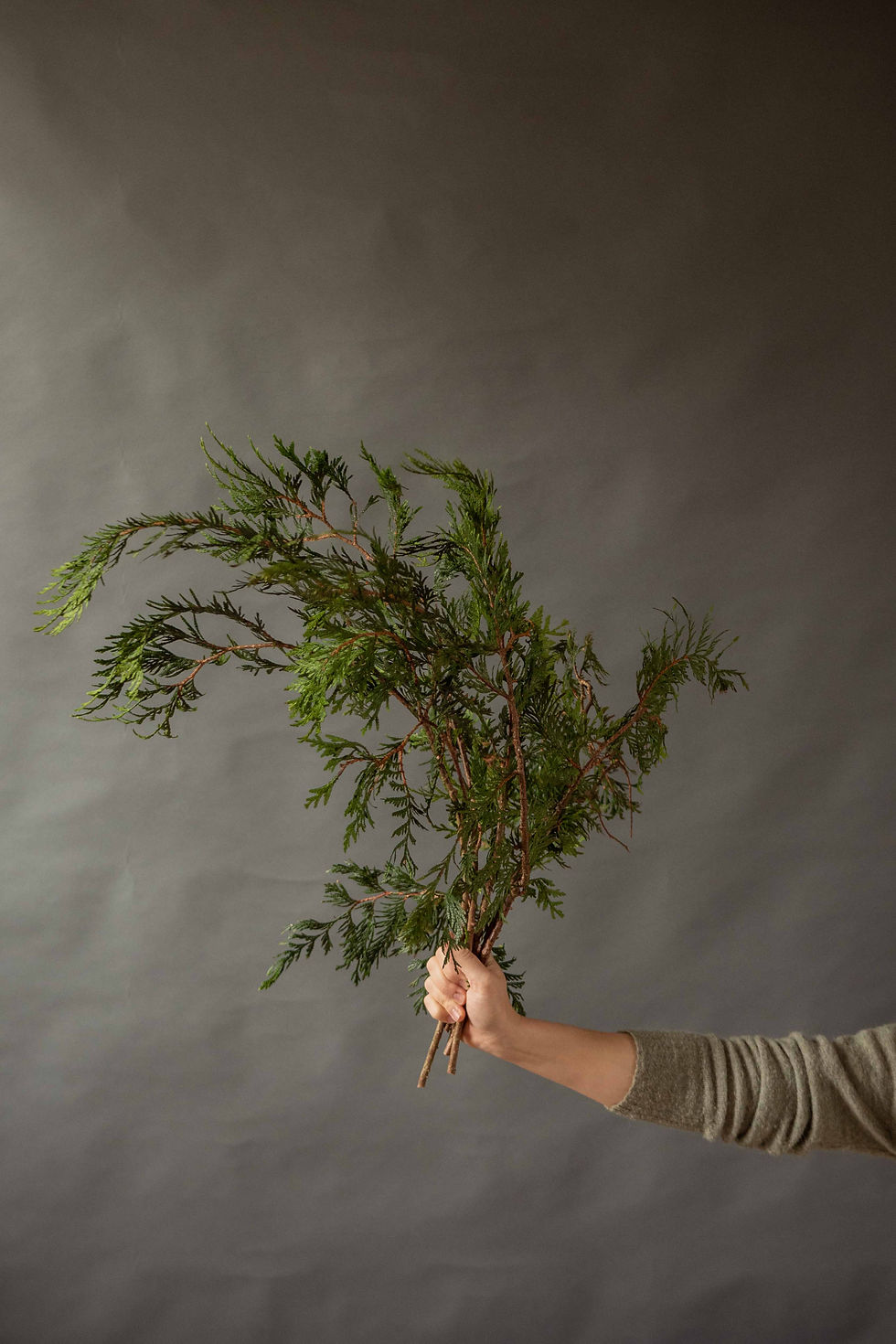 Thumbnail: CONIFER