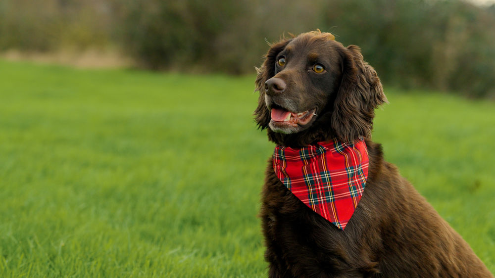 Dog Bandana Tutorial