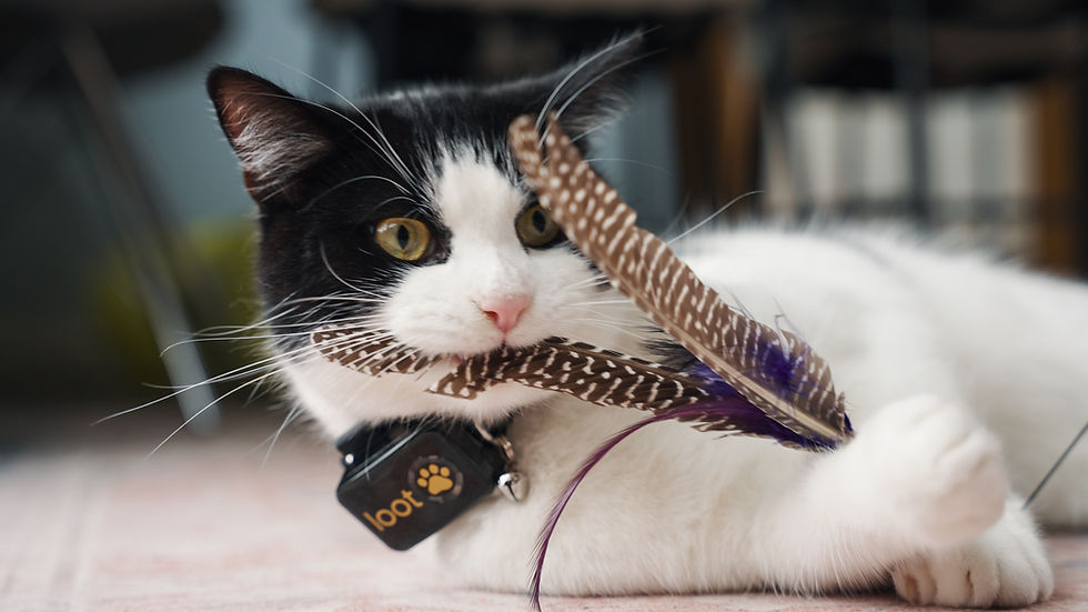 25_01 LootPaw GPS Cat Tracker Stills-12.jpg