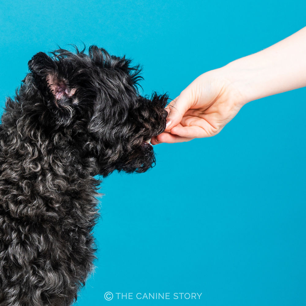 How to Photograph a Shy Dog