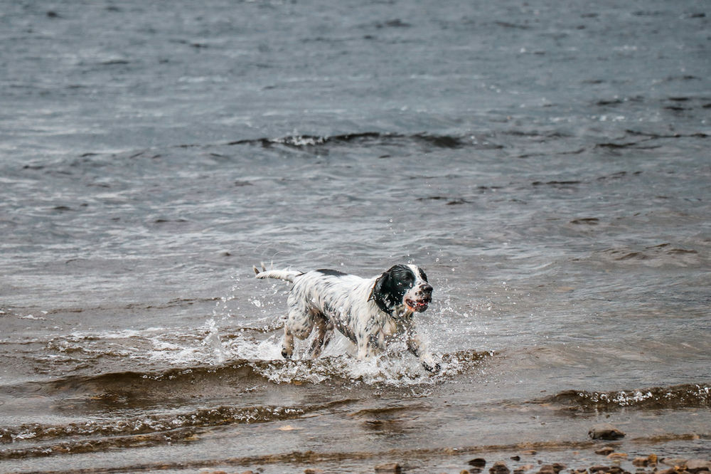 The Perfect Action Shot Dog Photography