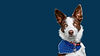 24_09_TCS Eden Animal Rescue 2024-629_Banner.jpg
