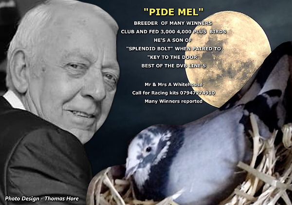 Scott Whitehouse Pide Mel.jpg