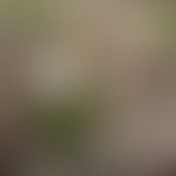 Nos petites découvertes lors d'une de nos balades au Praz de Lys