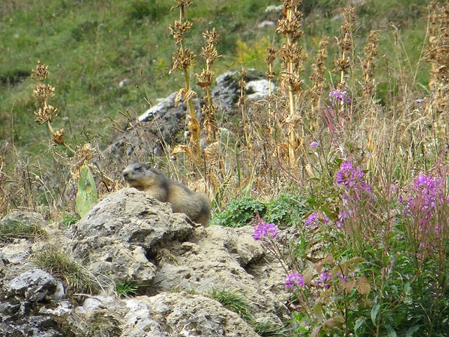 Madame la marmotte montre le bout de son nez