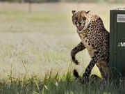 CHEETAH CONSERVATION PROJECT