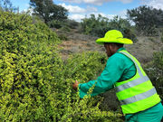 REFORESTATION PROJECT AND SPEKBOOM