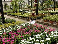 CAPE GARDEN CENTRE OPENS IN GEORGE